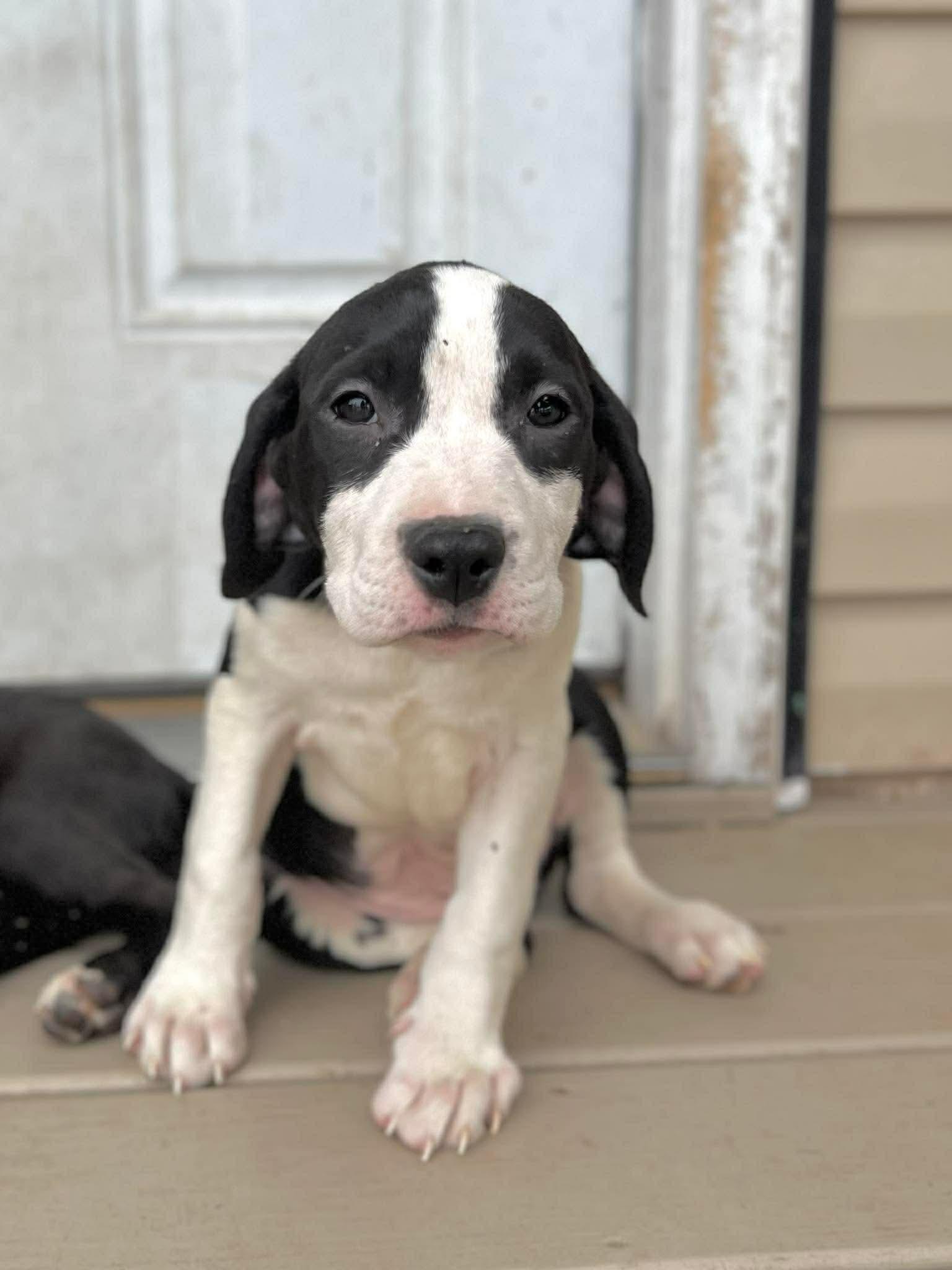 Enlarge Sarge, an adopted mixed breed in Ayden, NC image 2/6
