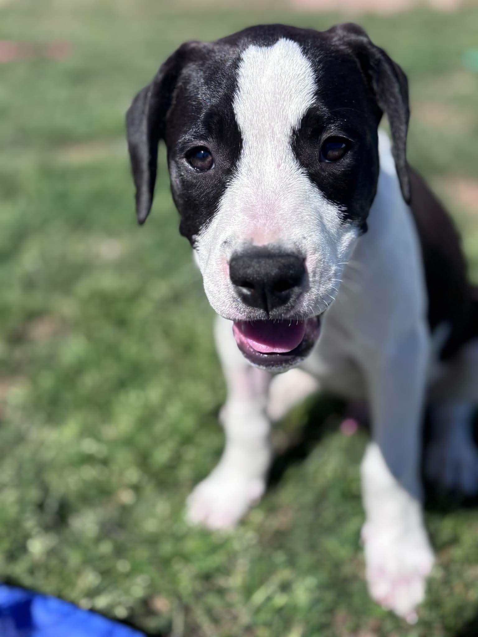 Sarge, adopted, Puppy Male American Staffordshire Terrier.