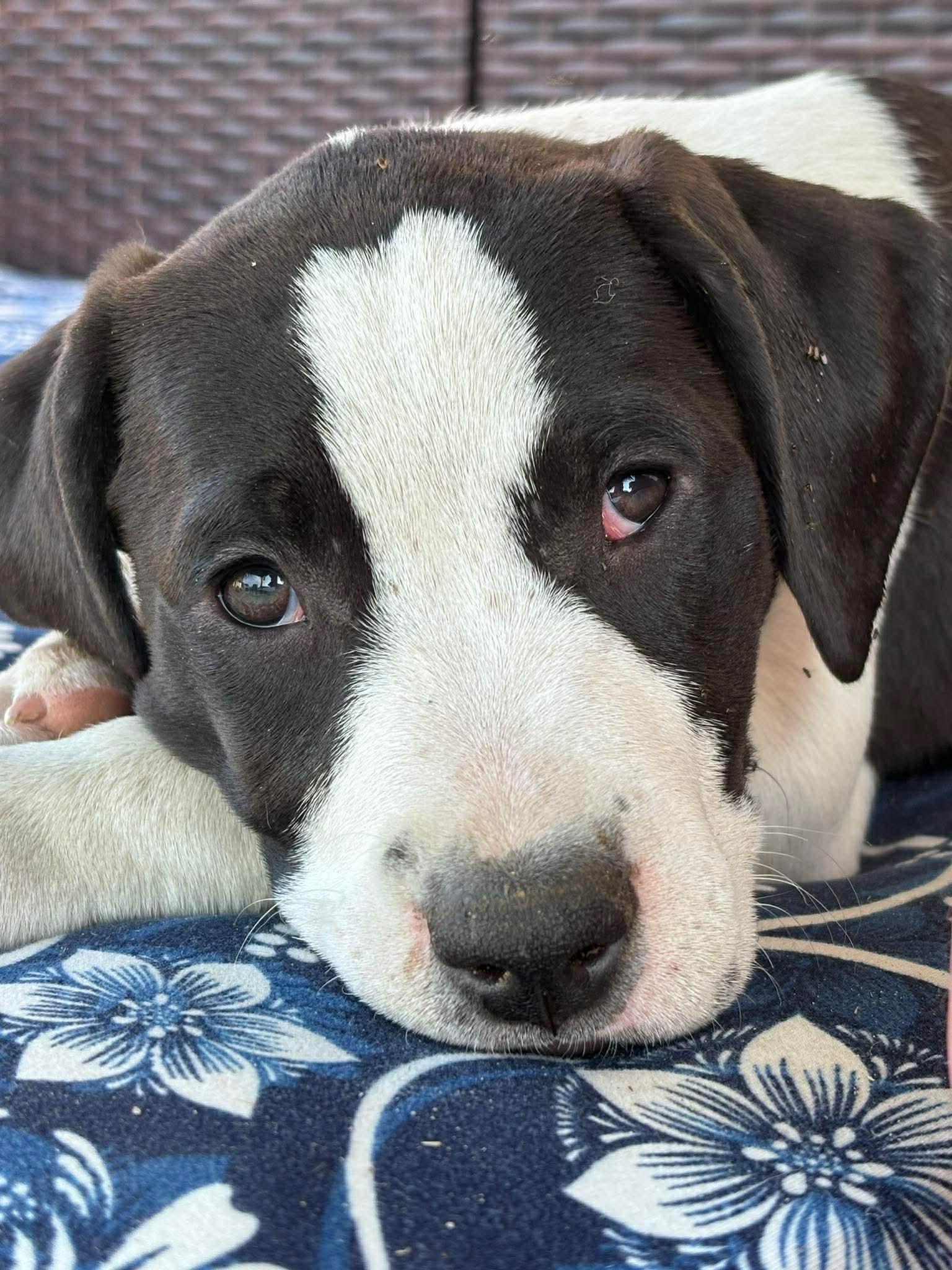 Enlarge Sarge, an adopted mixed breed in Ayden, NC image 4/6