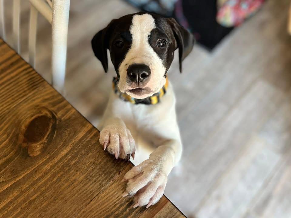 Enlarge Sarge, an adopted mixed breed in Ayden, NC image 5/6