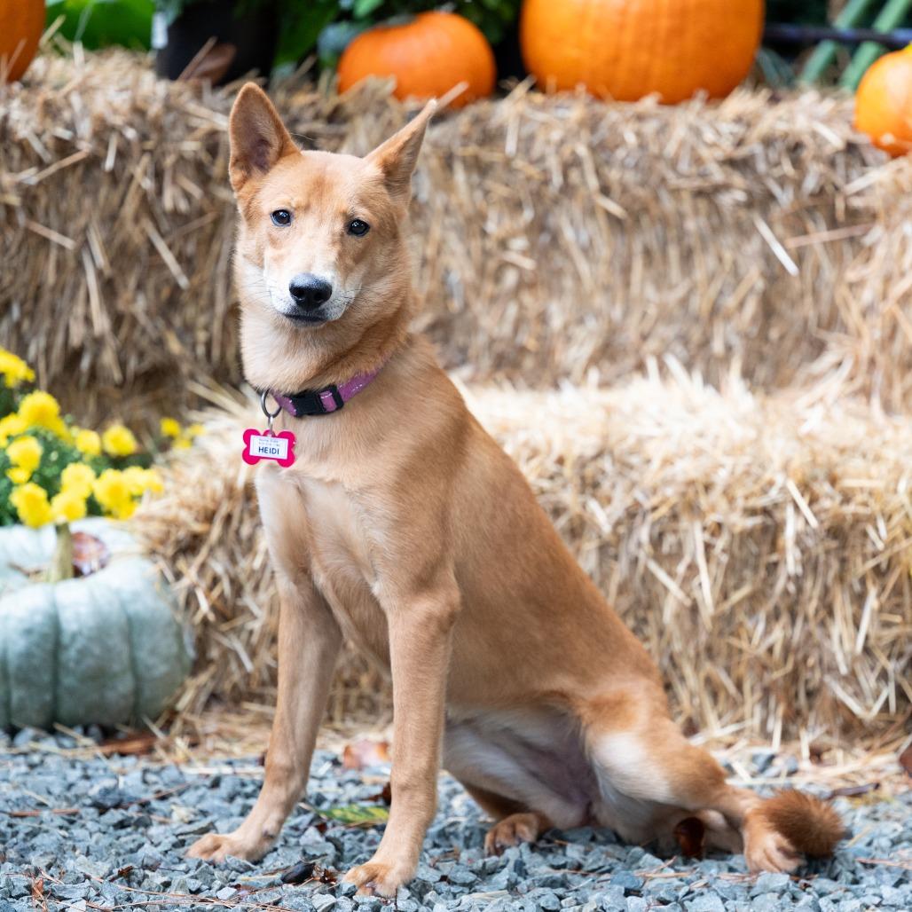 Enlarge Heidi, a Adoptable Retriever in Wake Forest, NC image 2/2
