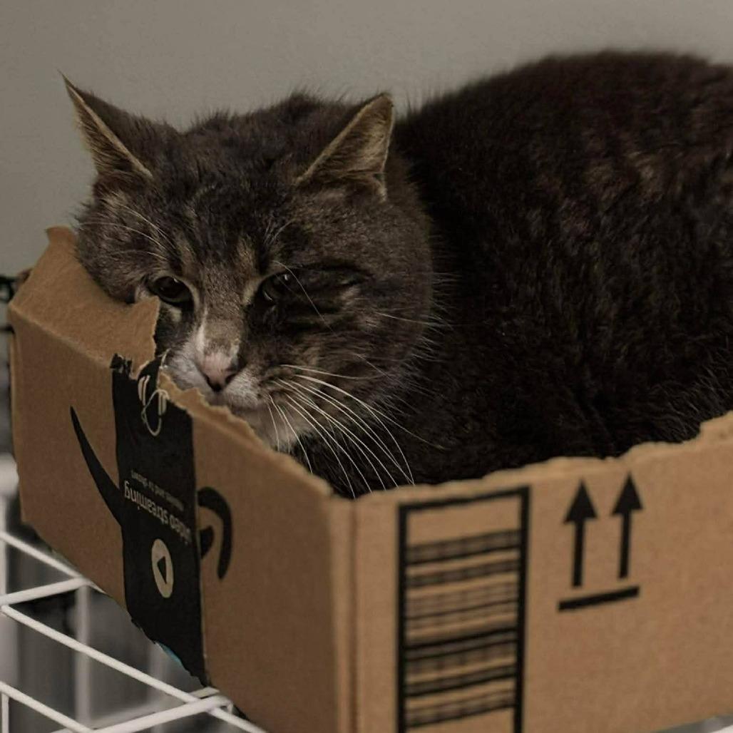 Enlarge Houdini, a Adoptable Domestic Short Hair in Winchester, VA image 1/3