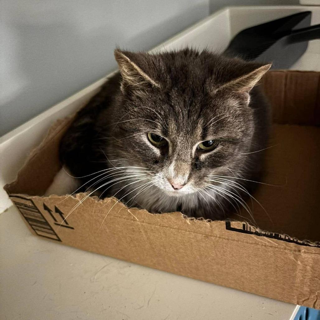 Enlarge Houdini, a Adoptable Domestic Short Hair in Winchester, VA image 2/5