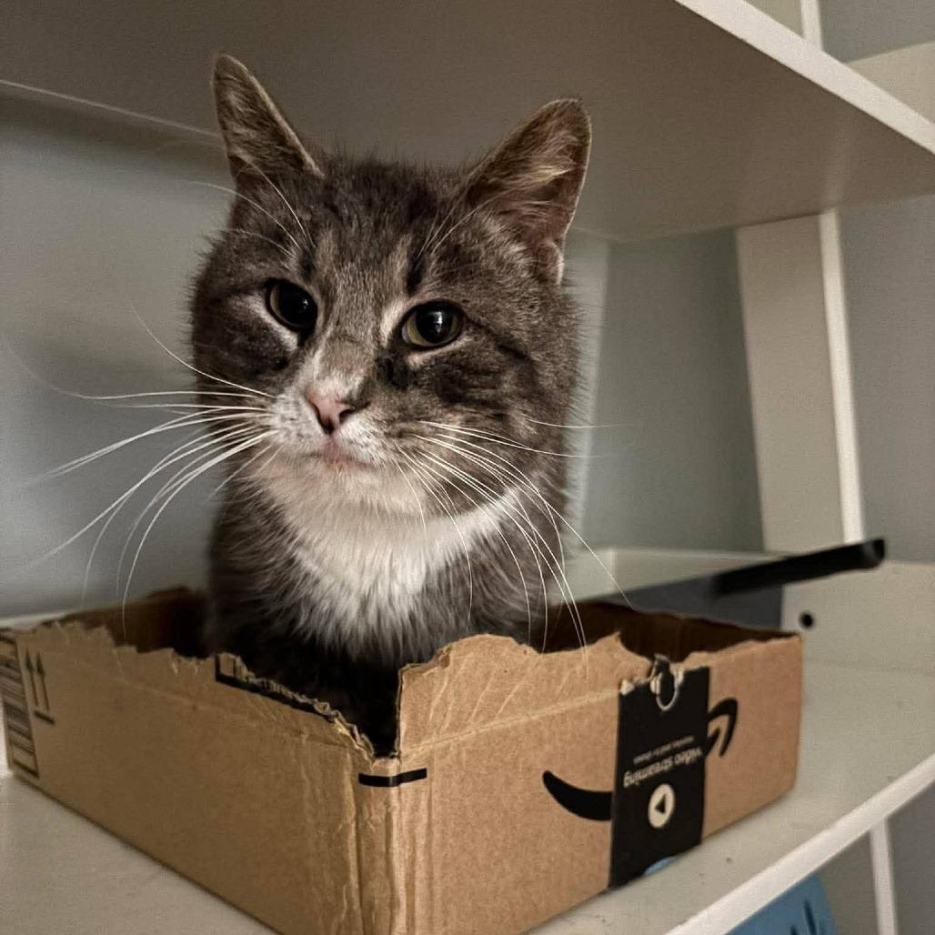 Enlarge Houdini, a Adoptable Domestic Short Hair in Winchester, VA image 3/5