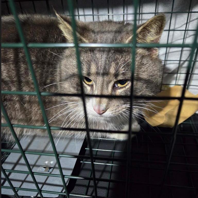 Houdini, Adoptable, Adult Male Domestic Short Hair.