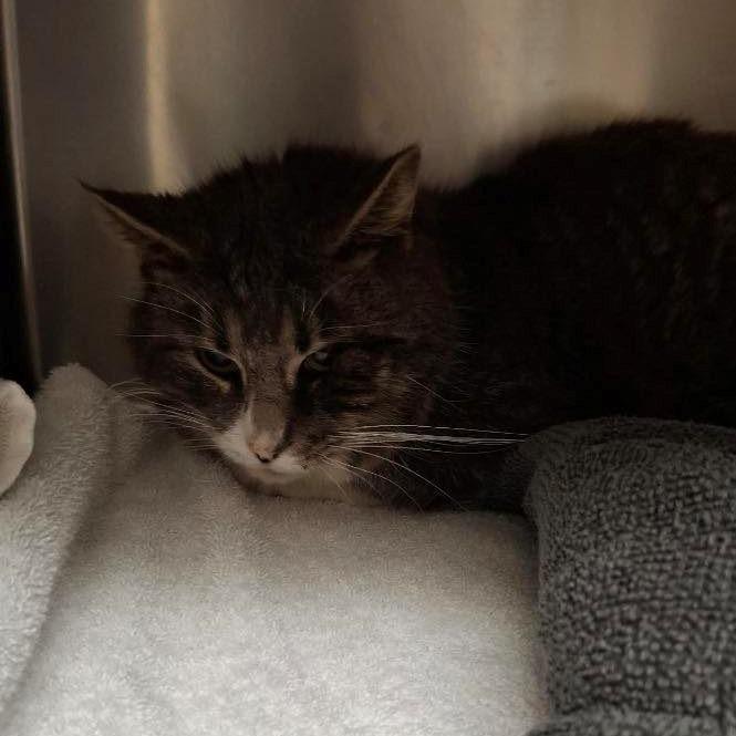 Enlarge Houdini, a Adoptable Domestic Short Hair in Winchester, VA image 2/2