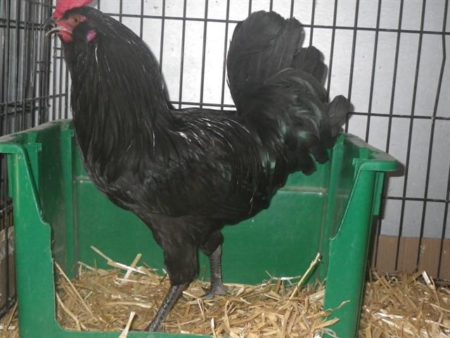 Enlarge ROOSTOPHER WALKEN, a Adoptable Chicken in Sacramento, CA image 1/1