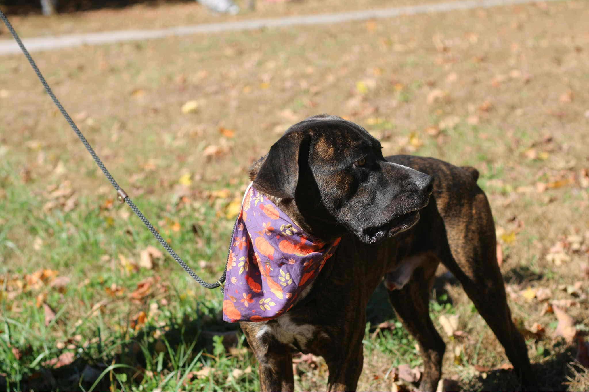 Enlarge Choco Chunk, a Adoptable mixed breed in Bozrah, CT image 2/5