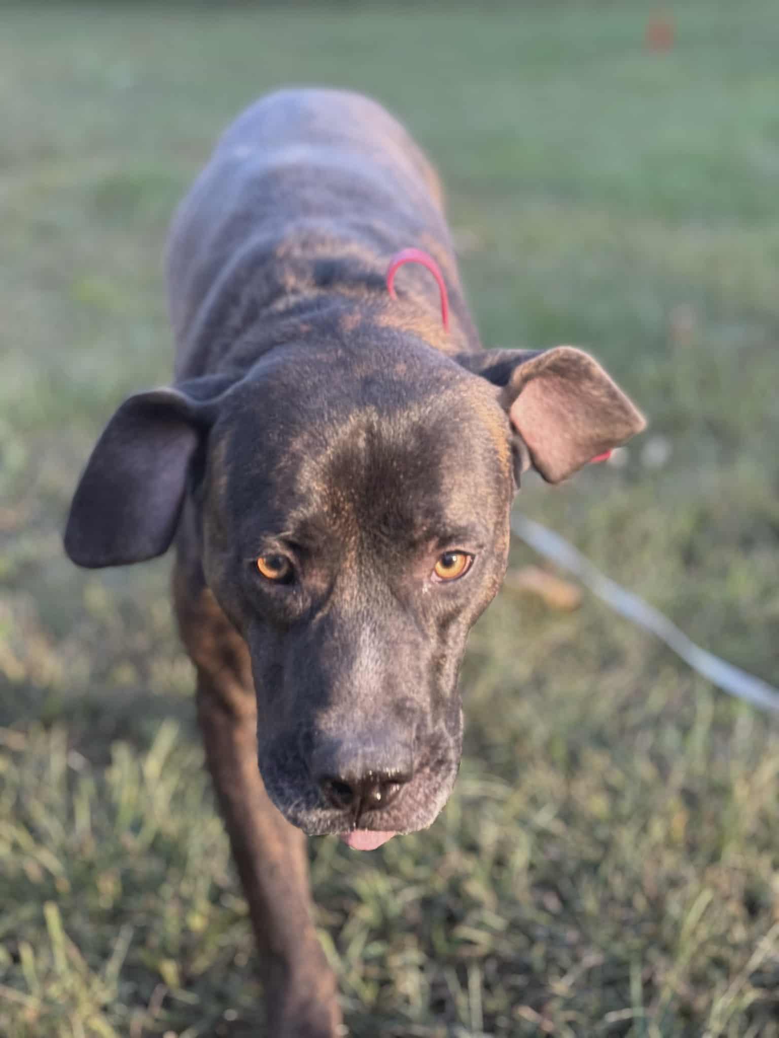 Enlarge Choco Chunk, a Adoptable mixed breed in Bozrah, CT image 4/5