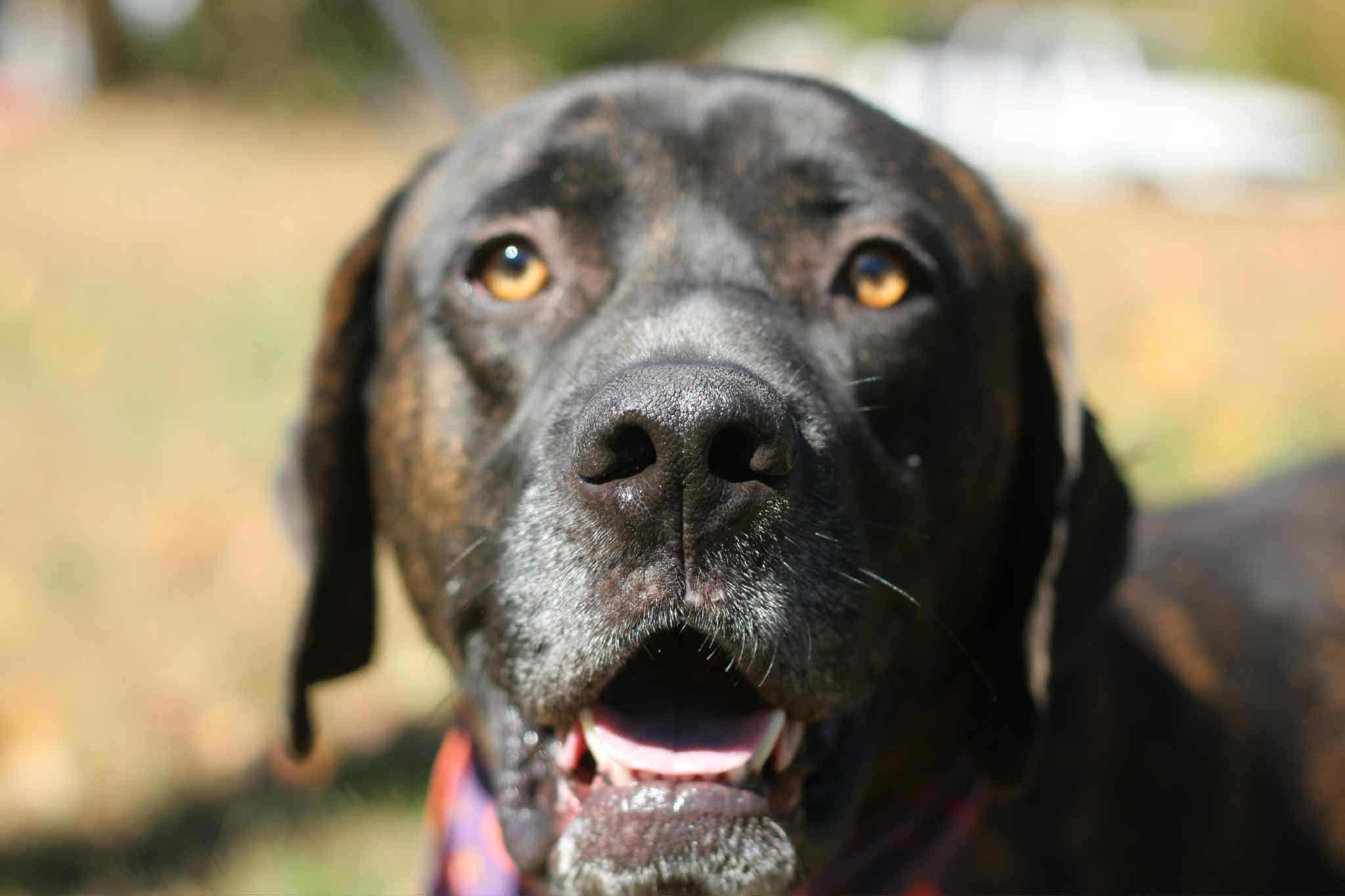 Enlarge Choco Chunk, a Adoptable mixed breed in Bozrah, CT image 1/5