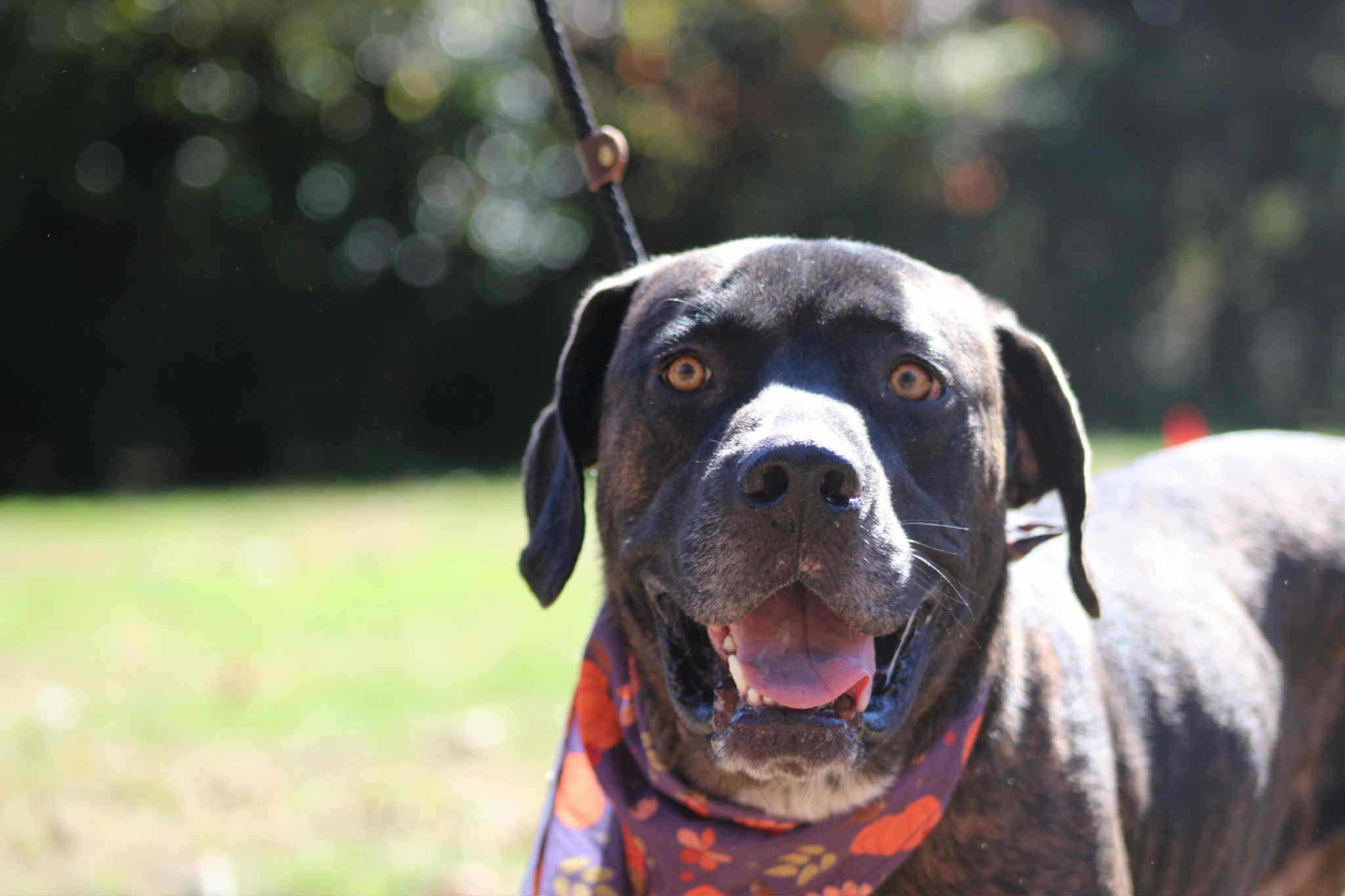 Enlarge Choco Chunk, a Adoptable mixed breed in Bozrah, CT image 5/5