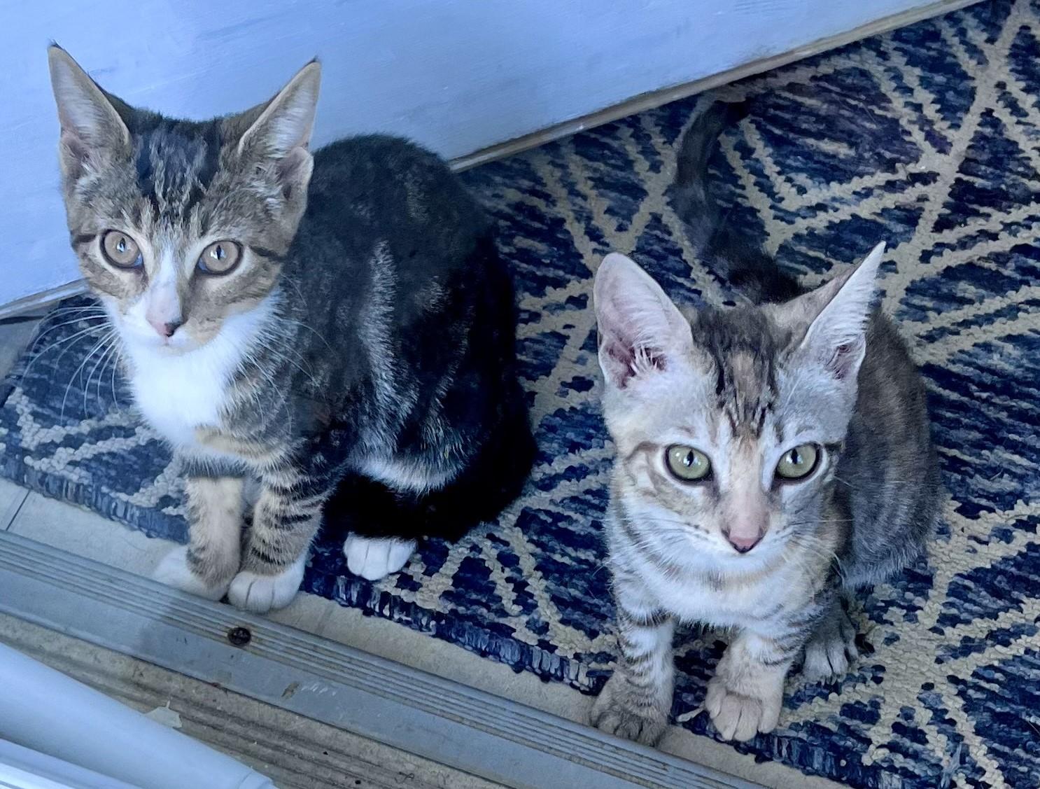 Enlarge Jackie, an adopted mixed breed in Harrison, NY image 4/4