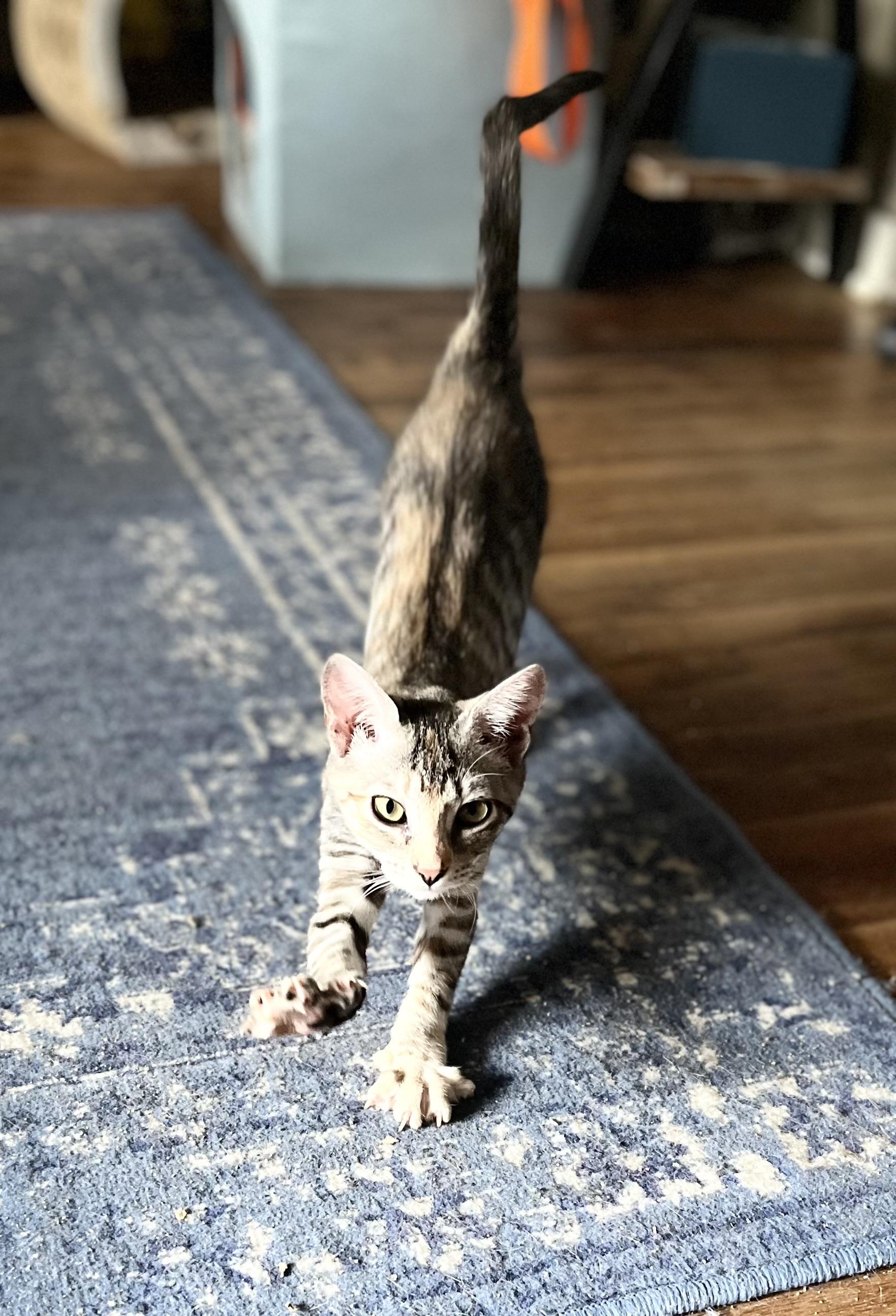 Enlarge Jackie, an adopted mixed breed in Harrison, NY image 2/4