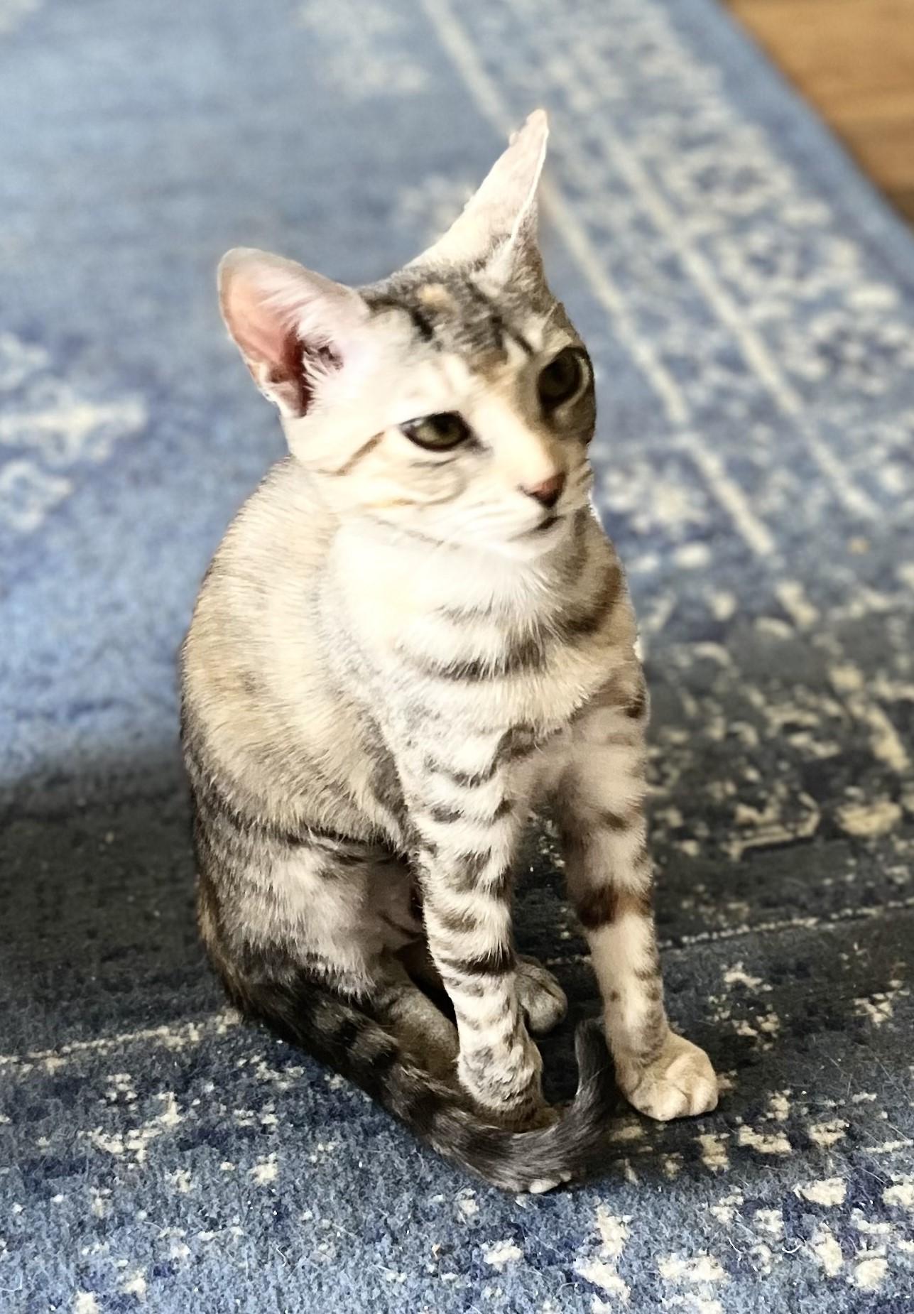 Enlarge Jackie, an adopted mixed breed in Harrison, NY image 3/4