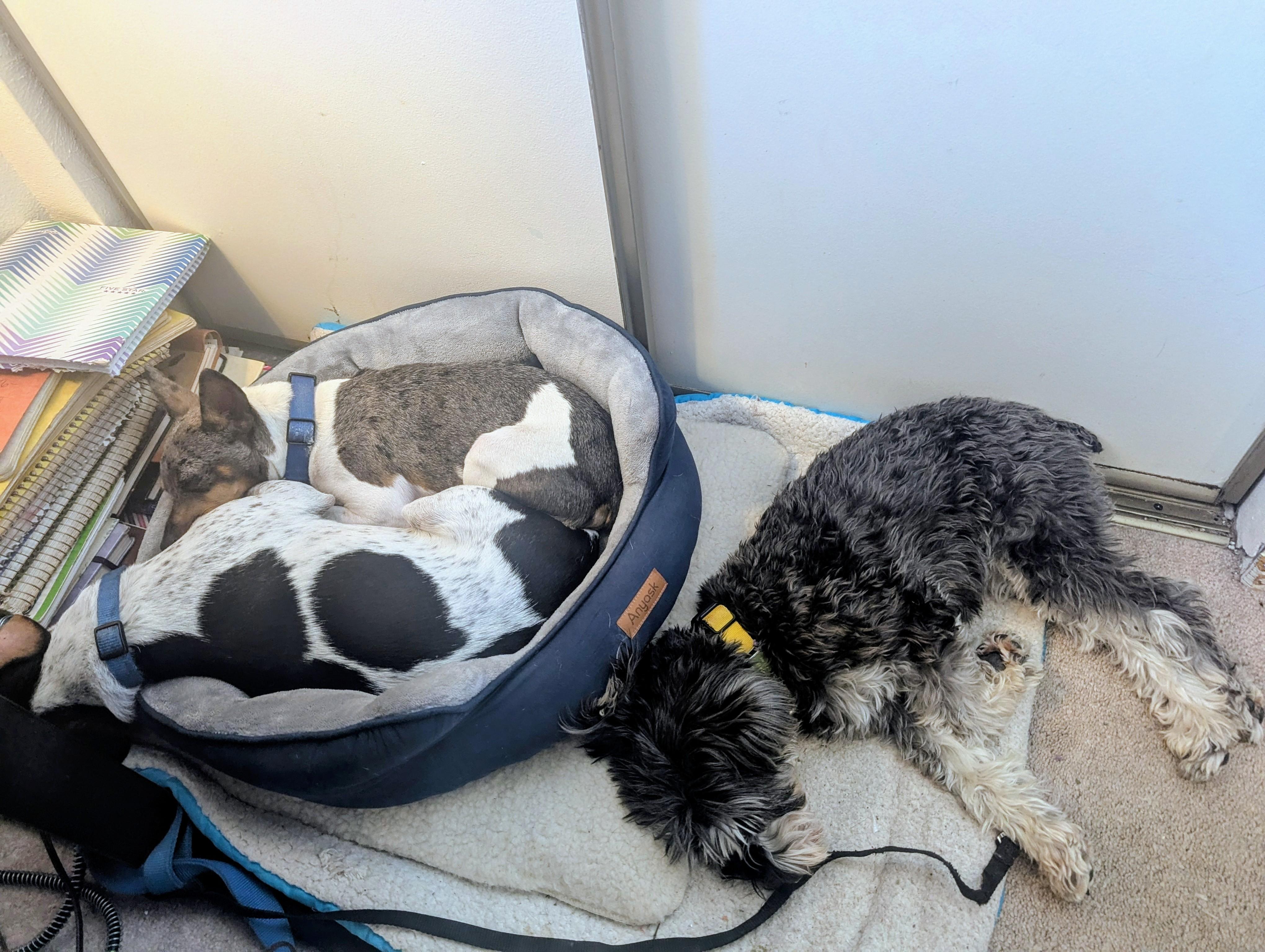 Bouncer, Adoptable, Puppy Male Rat Terrier & Mixed Breed.