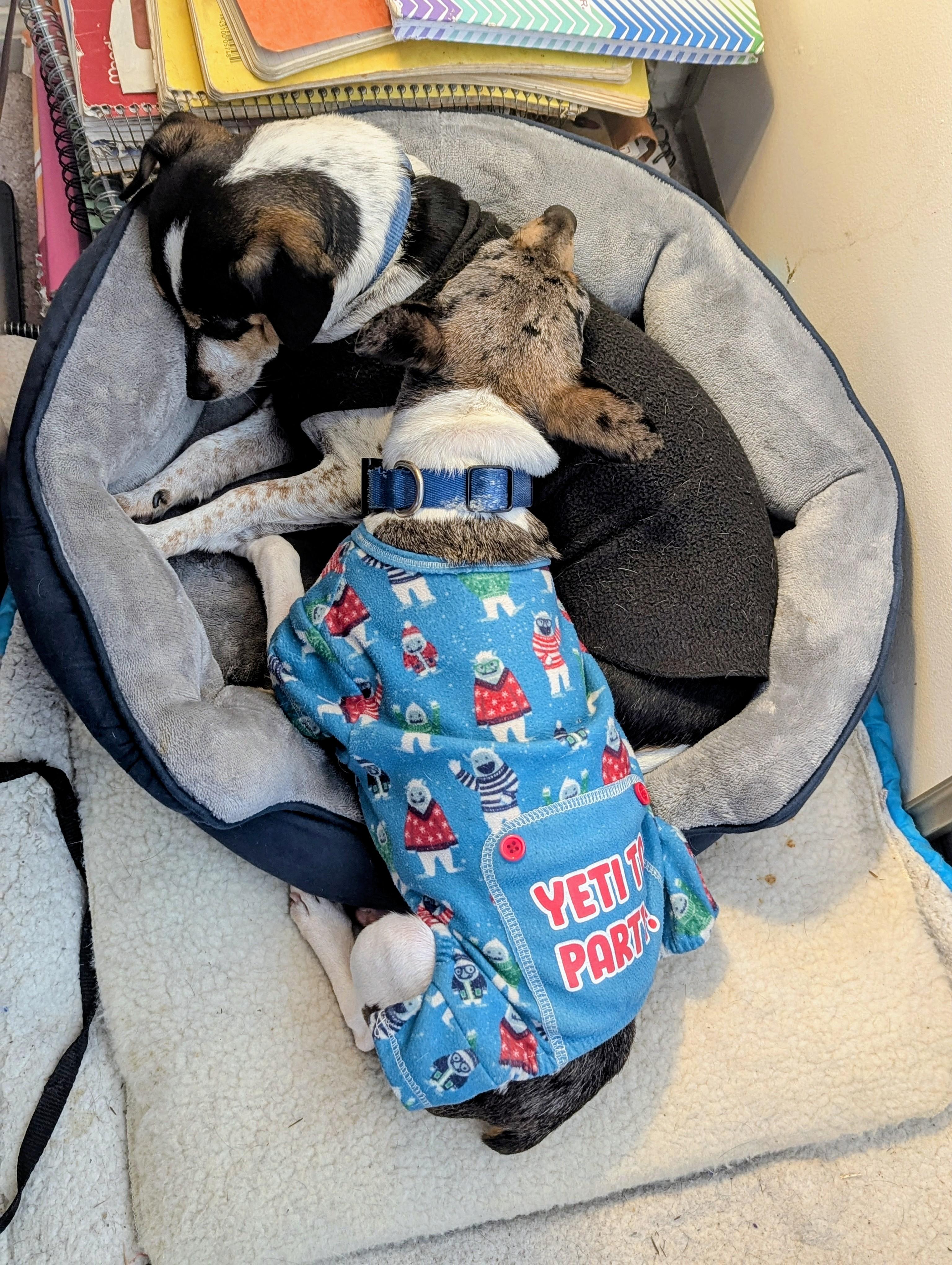 Bouncer, a Adoptable mixed breed in Windsor, CO image 2/6