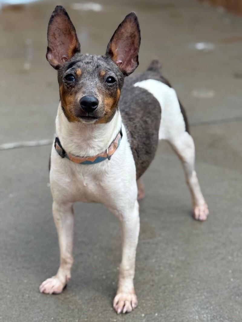 Bouncer, a Adoptable mixed breed in Windsor, CO image 3/6