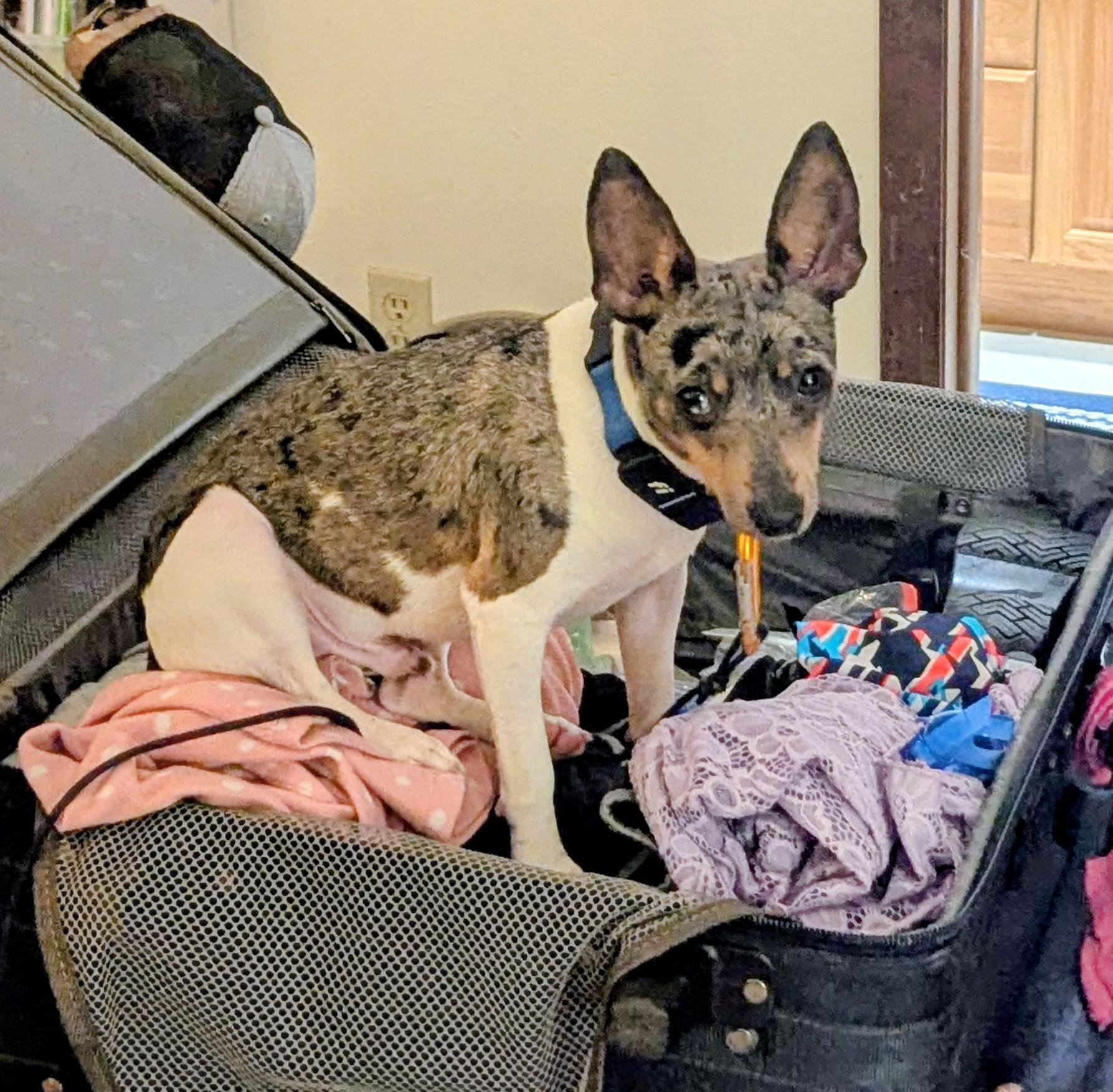 Bouncer, a Adoptable mixed breed in Windsor, CO image 4/6