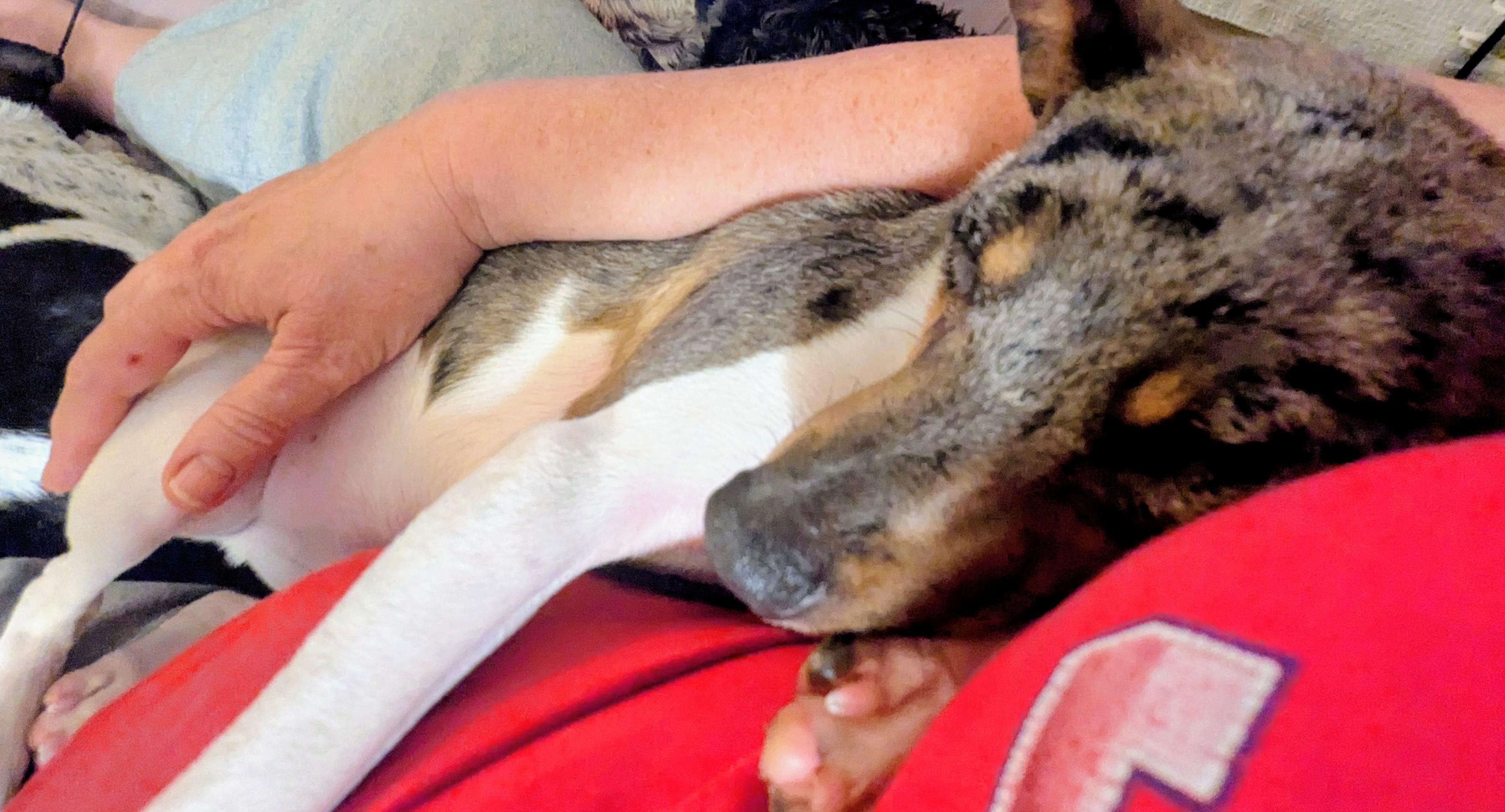 Bouncer, a Adoptable mixed breed in Windsor, CO image 5/6