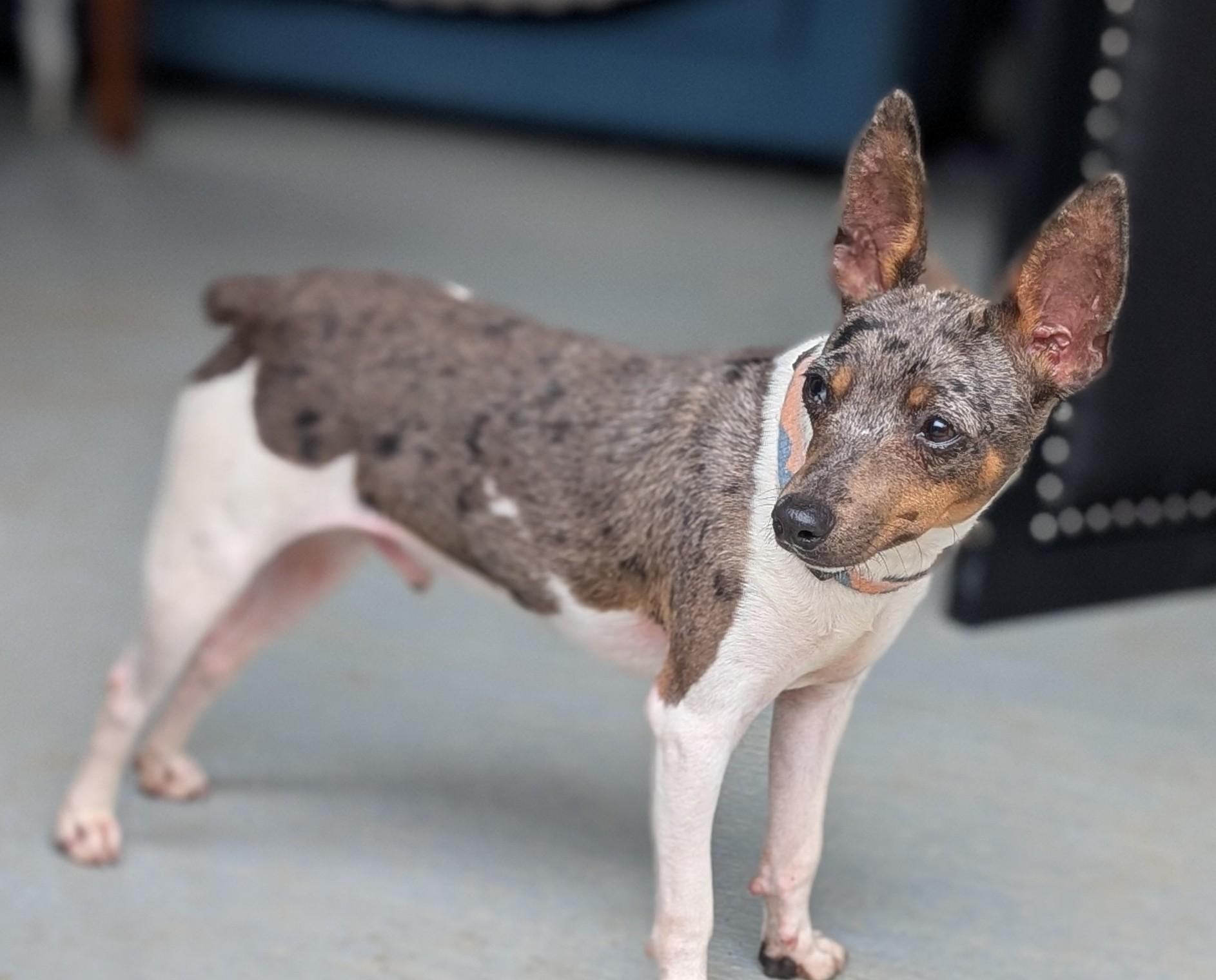 Bouncer, a Adoptable mixed breed in Windsor, CO image 6/6