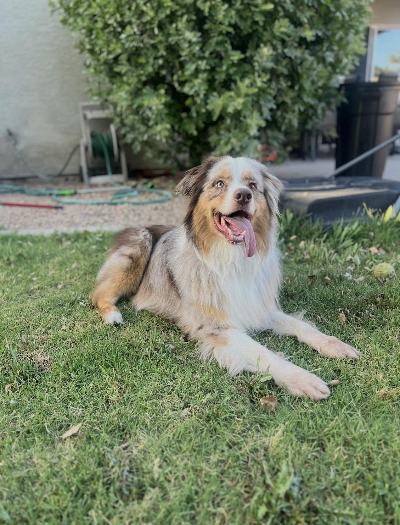 Enlarge Benelli, 5-year-old Red Merle Aussie (65 lbs) in Gilbert AZ, a ADOPTABLE Australian Shepherd in Gilbert, AZ image 1/3