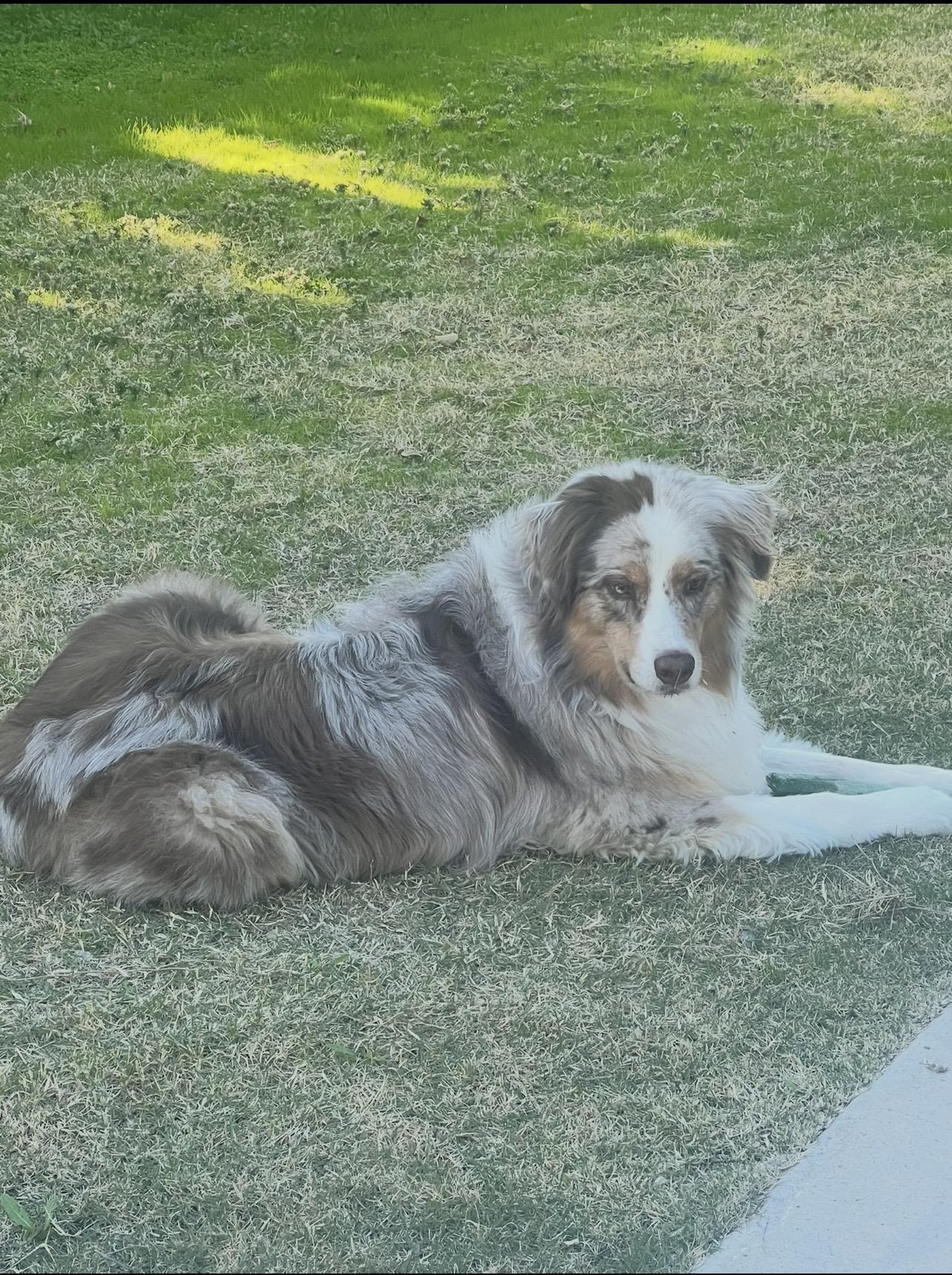 Enlarge Benelli, 5-year-old Red Merle Aussie (65 lbs) in Gilbert AZ, a ADOPTABLE Australian Shepherd in Gilbert, AZ image 3/3