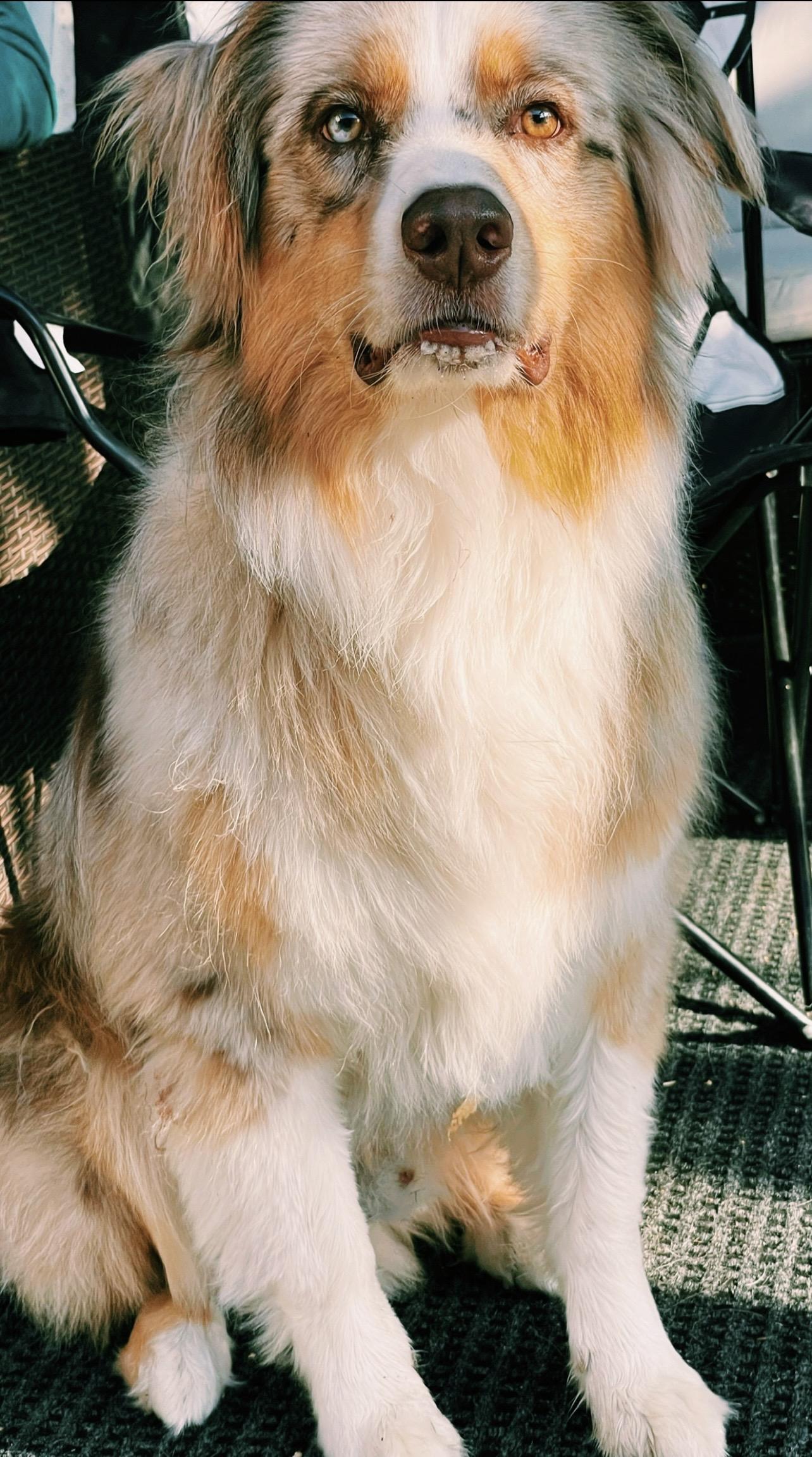 Enlarge Benelli, 5-year-old Red Merle Aussie (65 lbs) in Gilbert AZ, a ADOPTABLE Australian Shepherd in Gilbert, AZ image 2/3