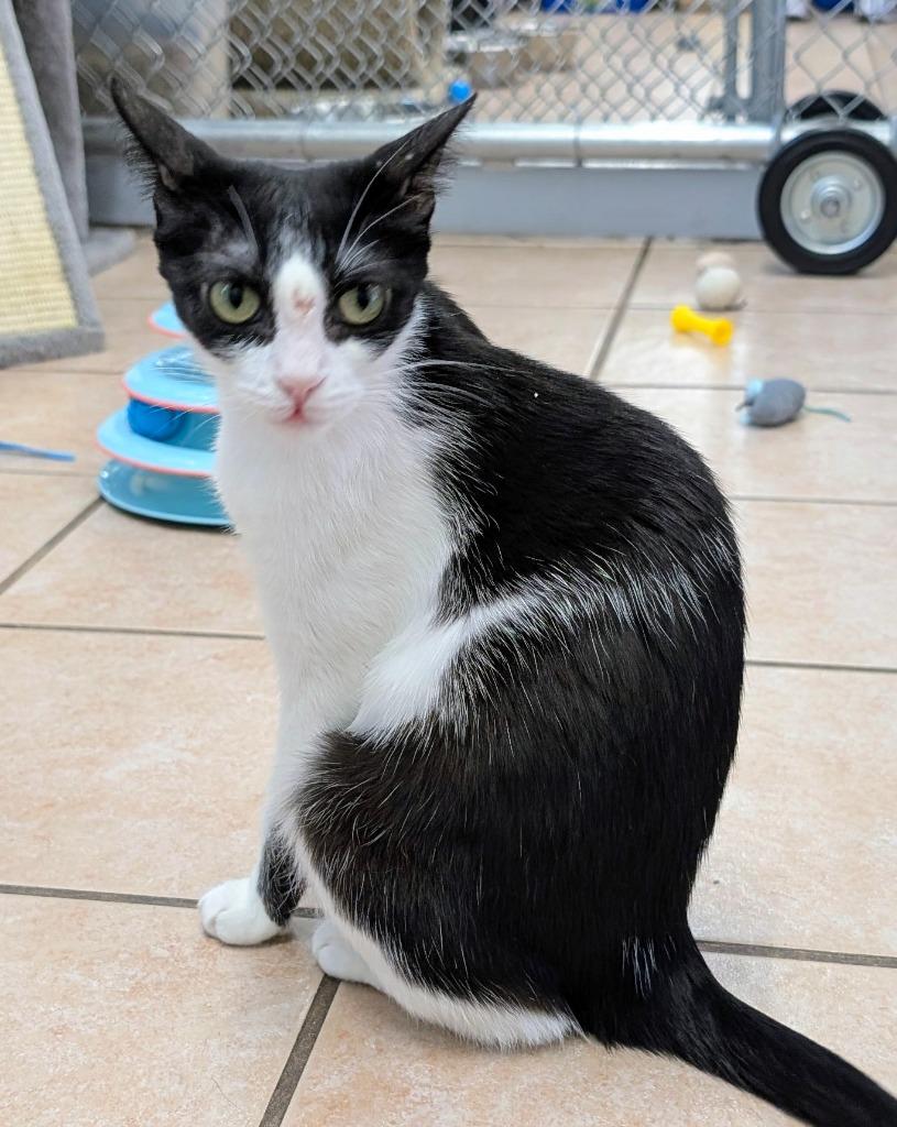 Lady, Adoptable, Young Female Domestic Short Hair.
