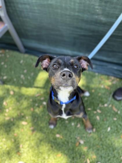 Delicata, a Adoptable mixed breed in North Miami Beach, FL image 1/3