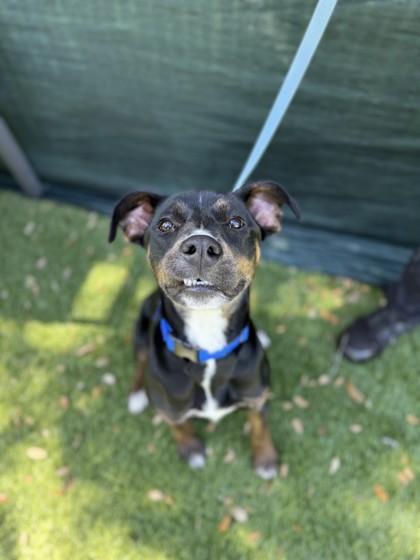 Delicata, a Adoptable mixed breed in North Miami Beach, FL image 2/3