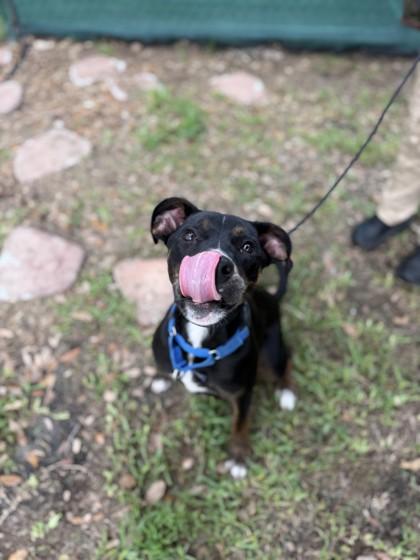 Delicata, a Adoptable mixed breed in North Miami Beach, FL image 3/3