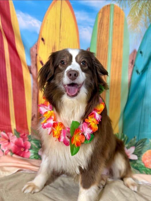 Maple, Young Female Australian Shepherd