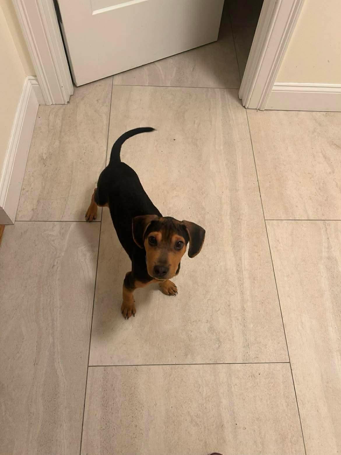 Enlarge Oliver, a Adopted mixed breed in Carmel, NY image 2/3