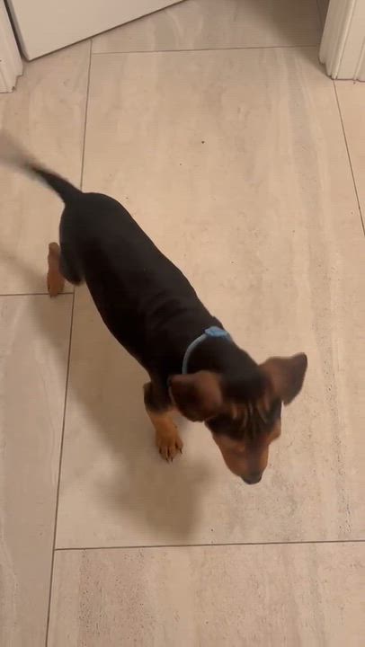 Enlarge Oliver, a Adopted mixed breed in Carmel, NY video 3/3
