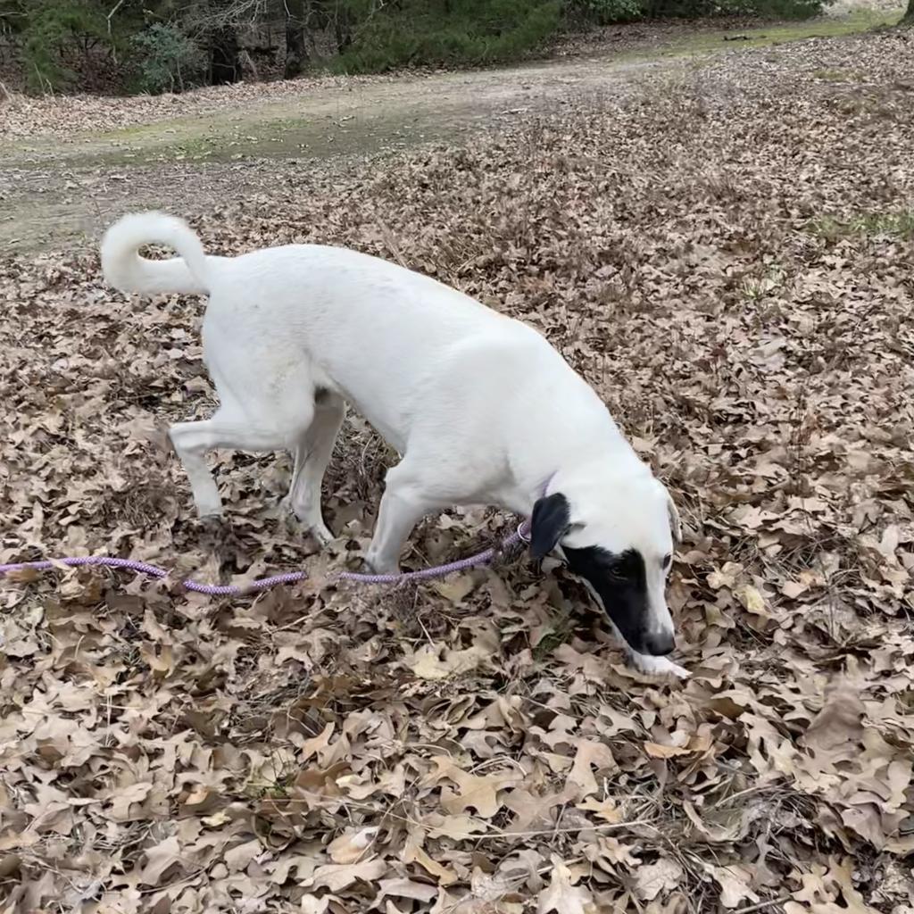 Licorice, Adoptable, Adult Male Great Pyrenees & Mixed Breed.