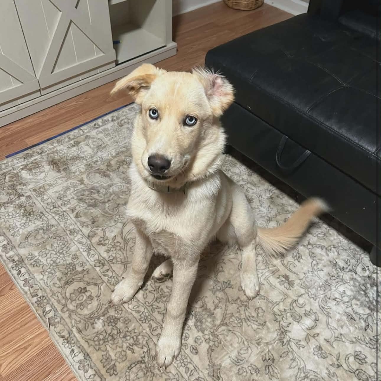 Enlarge Ruby, a ADOPTABLE mixed breed in Lancaster, KY image 1/1