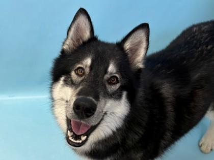 Enlarge Everest, a Adoptable mixed breed in Woodbury, MN image 1/2
