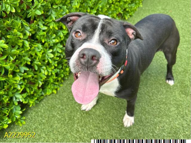 Enlarge TUNDRA, a Adoptable Mixed Breed in West Palm Beach, FL image 1/1