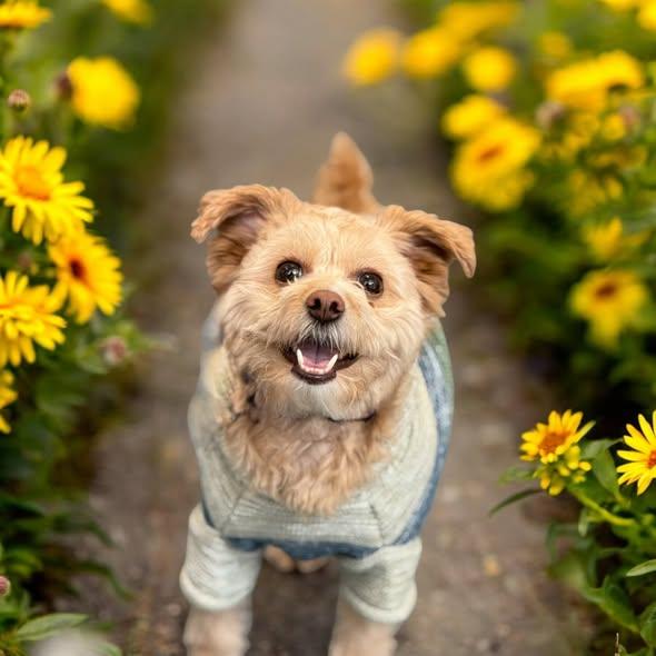 Zara, ADOPTABLE, Young Female Maltipoo.