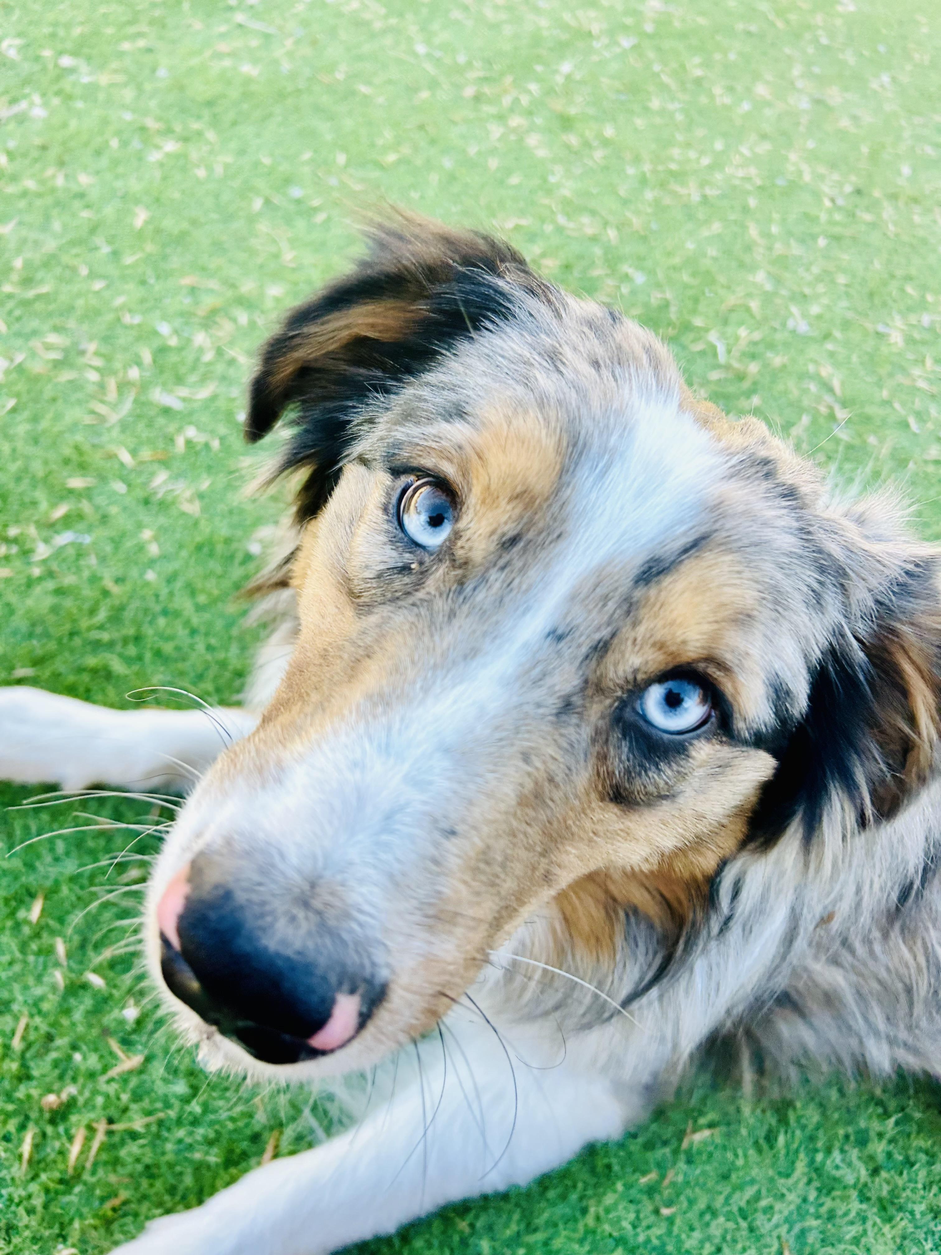 Enlarge Billy the Kid, an adoptable Australian Shepherd in Bakersfield, CA image 2/6