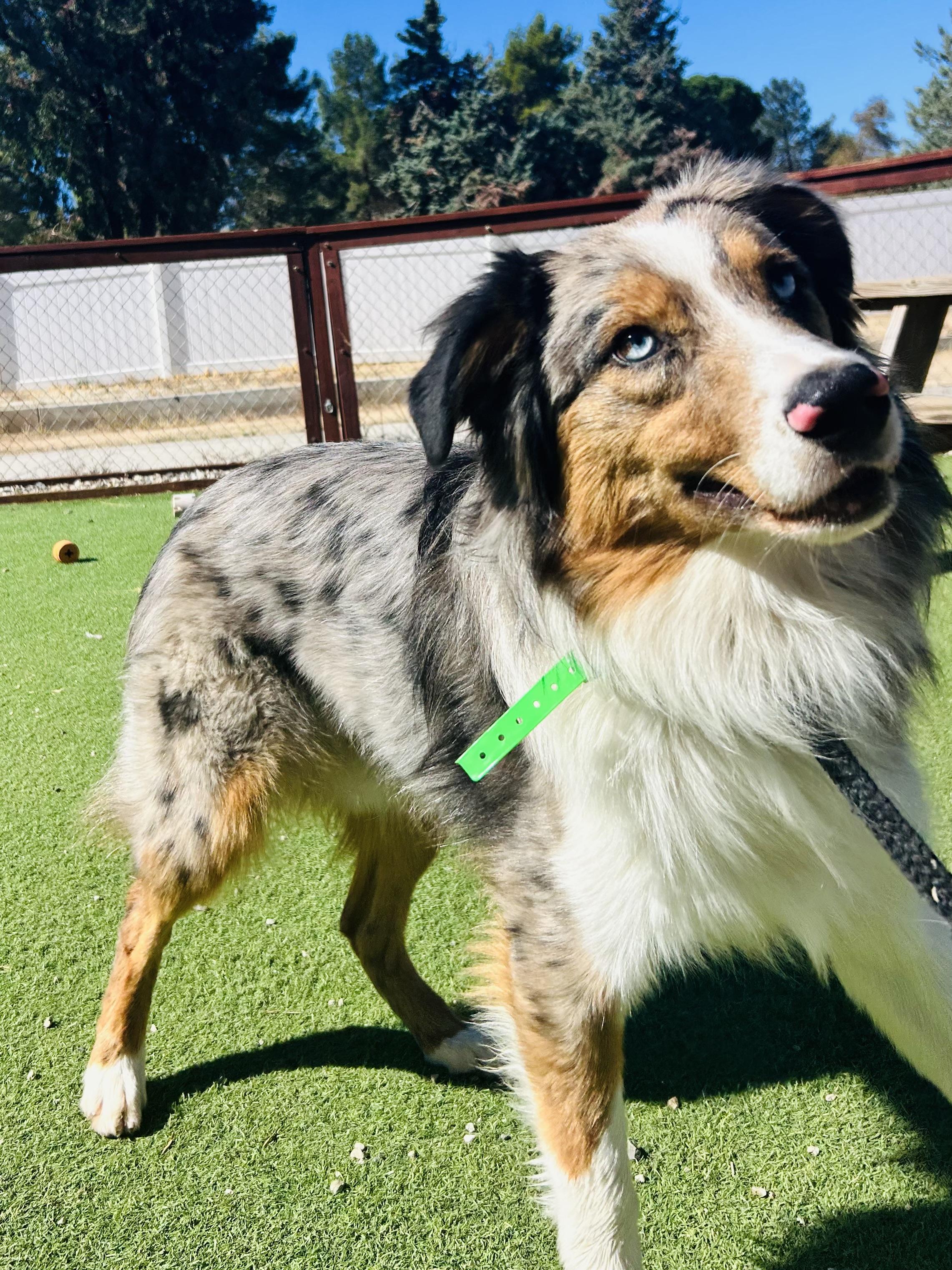 Billy the Kid, adoptable, Young Male Australian Shepherd.