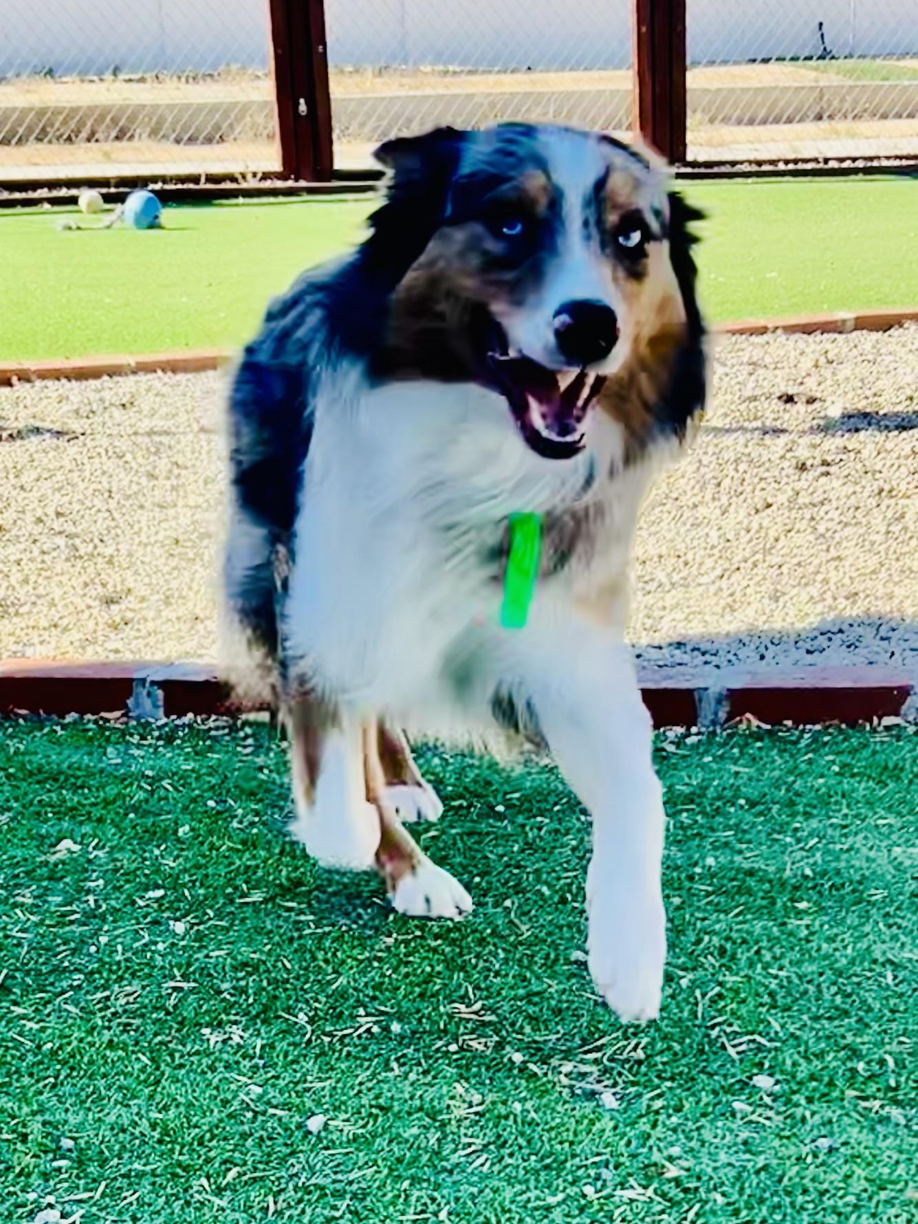 Enlarge Billy the Kid, an adoptable Australian Shepherd in Bakersfield, CA image 3/6