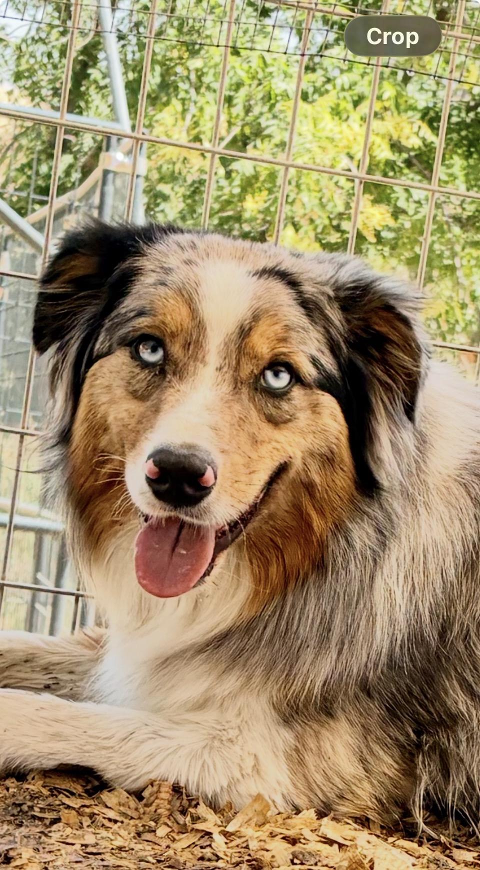 Enlarge Billy the Kid, an adoptable Australian Shepherd in Bakersfield, CA image 2/6
