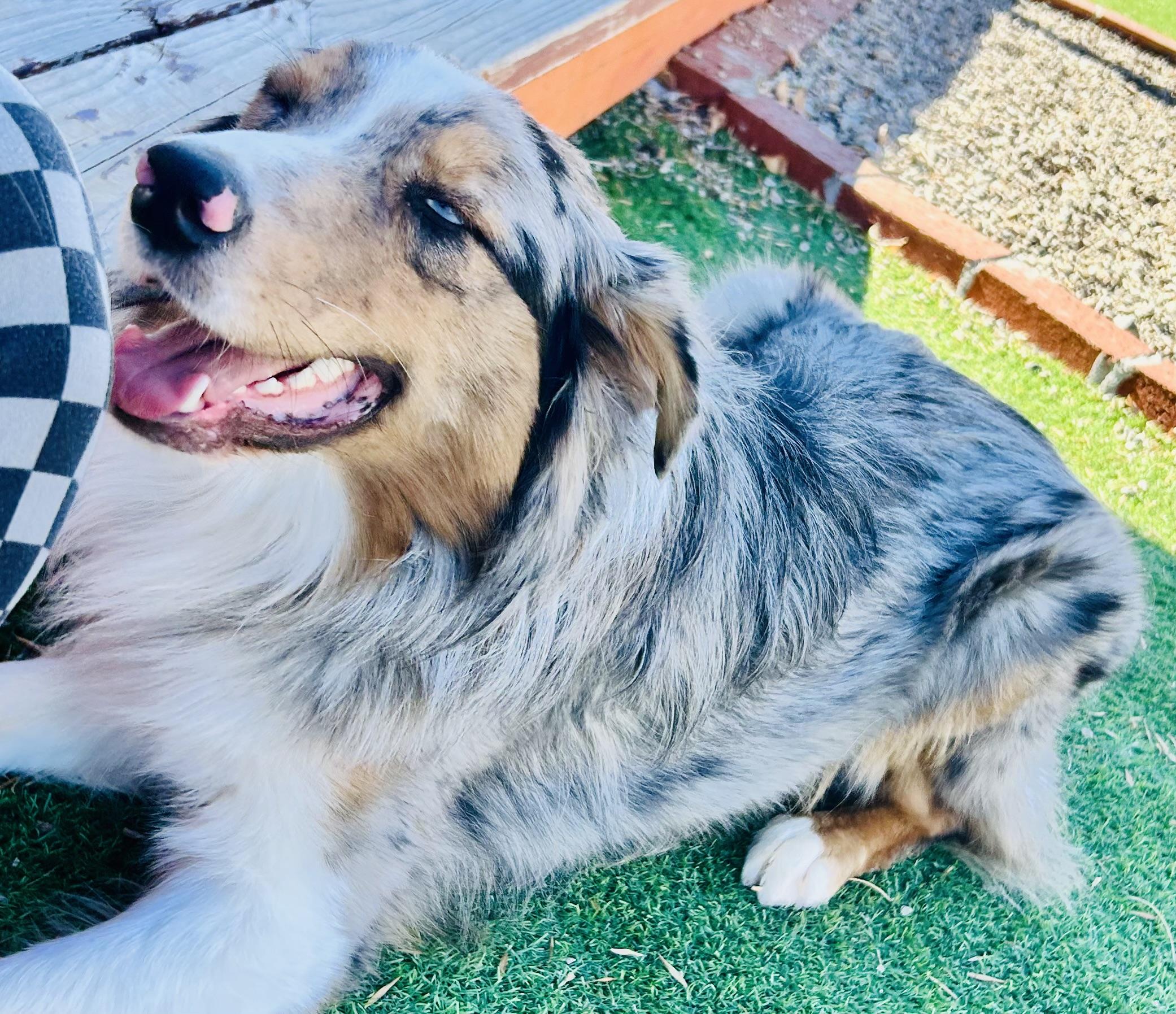 Enlarge Billy the Kid, an adoptable Australian Shepherd in Bakersfield, CA image 4/6