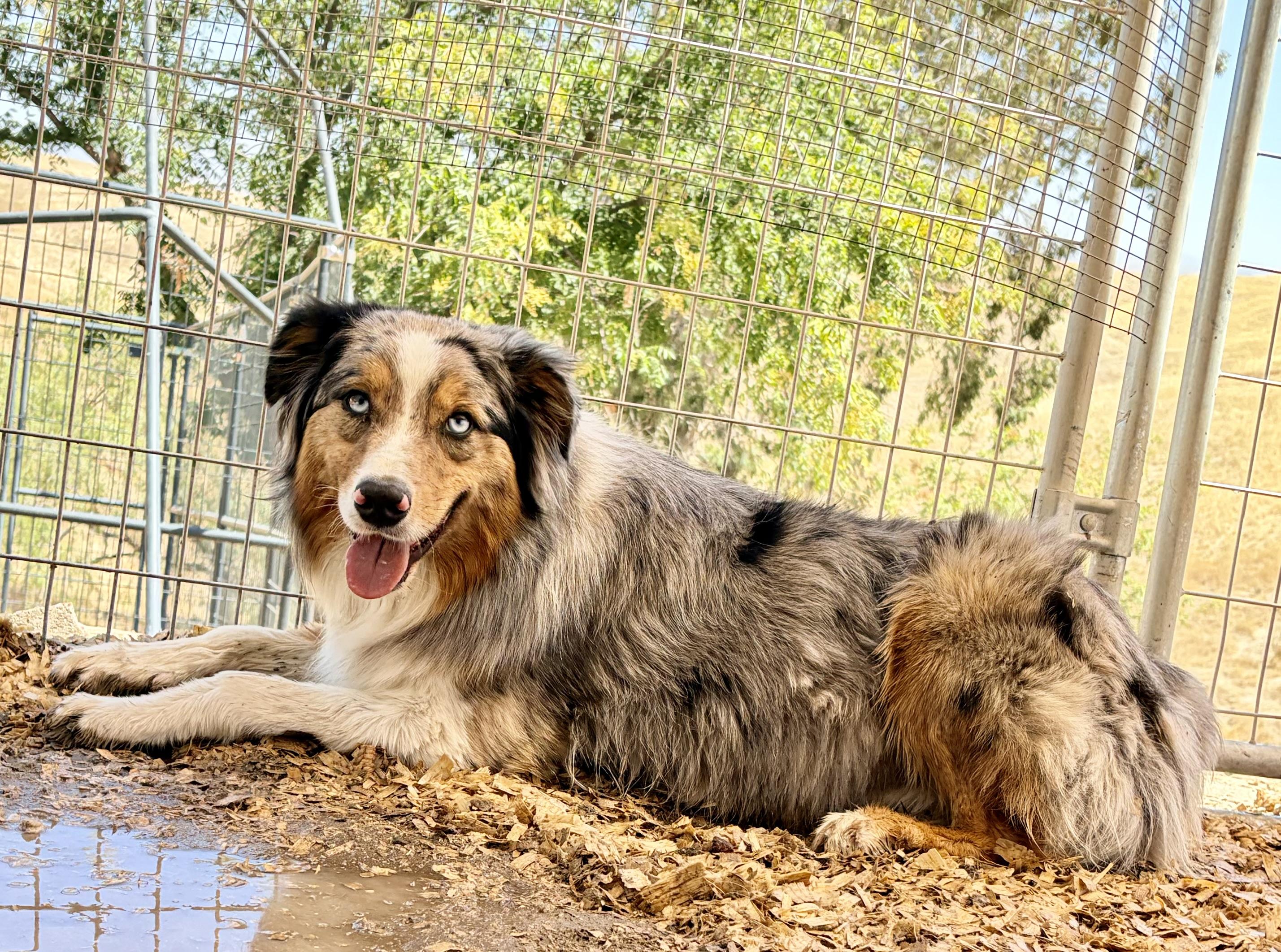 Enlarge Billy the Kid, an adoptable Australian Shepherd in Bakersfield, CA image 3/6