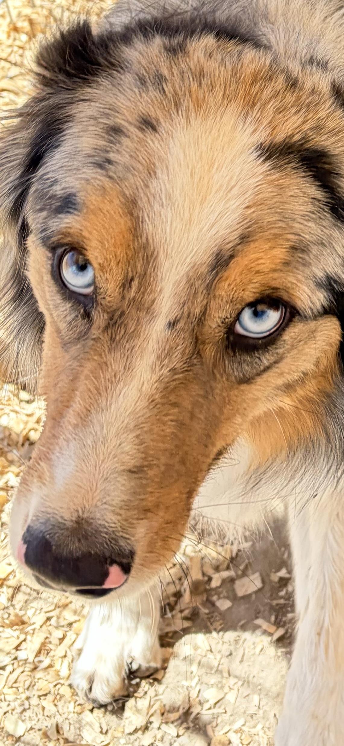 Enlarge Billy the Kid, an adoptable Australian Shepherd in Bakersfield, CA image 4/6