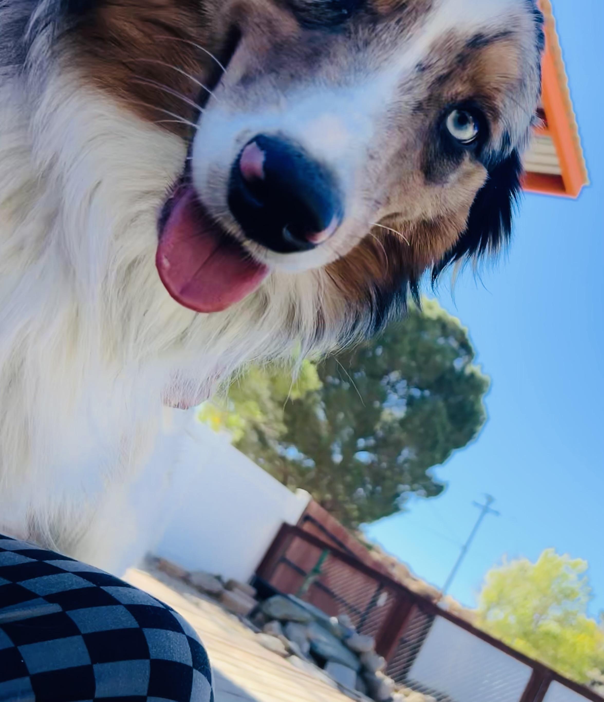 Enlarge Billy the Kid, an adoptable Australian Shepherd in Bakersfield, CA image 5/6