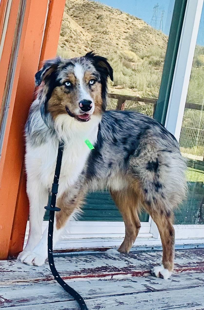 Enlarge Billy the Kid, an adoptable Australian Shepherd in Bakersfield, CA image 6/6