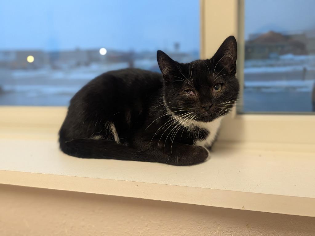 Enlarge Stuffing, a Adoptable mixed breed in Prairie du Chien, WI image 1/1