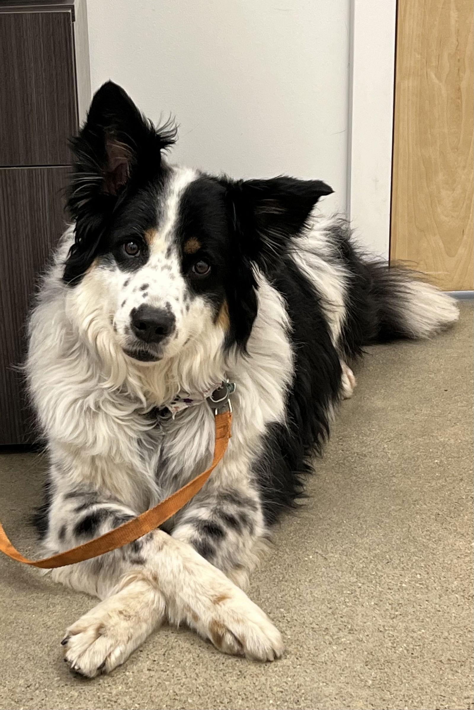 Enlarge Chip, a Adopted Australian Shepherd in Lincoln, NE image 1/2